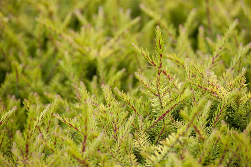 Erica carnea wit/blanc 20- 25 C2 - afbeelding 4