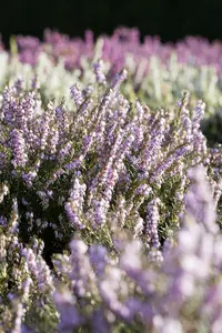 Erica darleyensis in soorten/en var. 15- 20   C1,3 - afbeelding 5