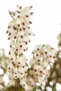 darleyensis - afbeelding 2
