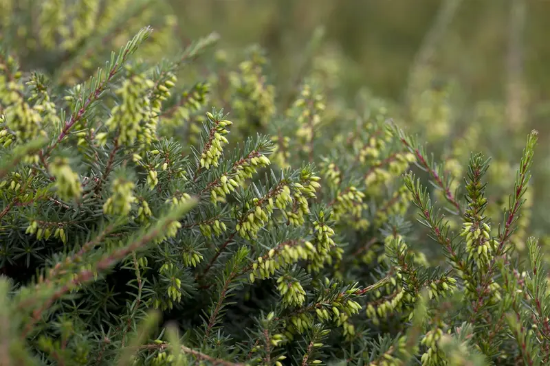 darleyensis - afbeelding 1