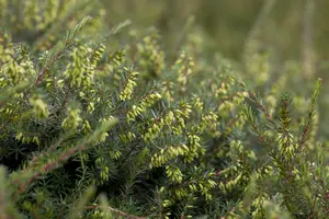 darleyensis - afbeelding 5