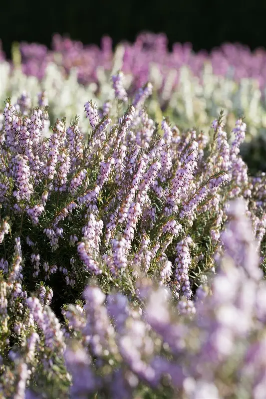 Erica darleyensis wit/blanc 10- 12   P10,5 - afbeelding 5