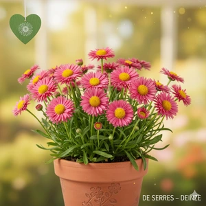 Erigeron 'Foersters Liebling' P9
