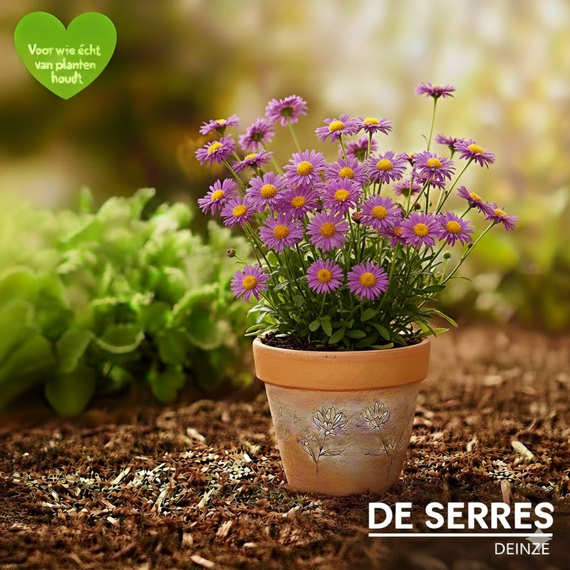 Erigeron 'Dunkelste Aller' P9