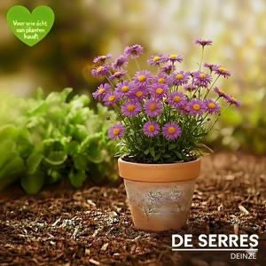 Erigeron 'Dunkelste Aller' P9