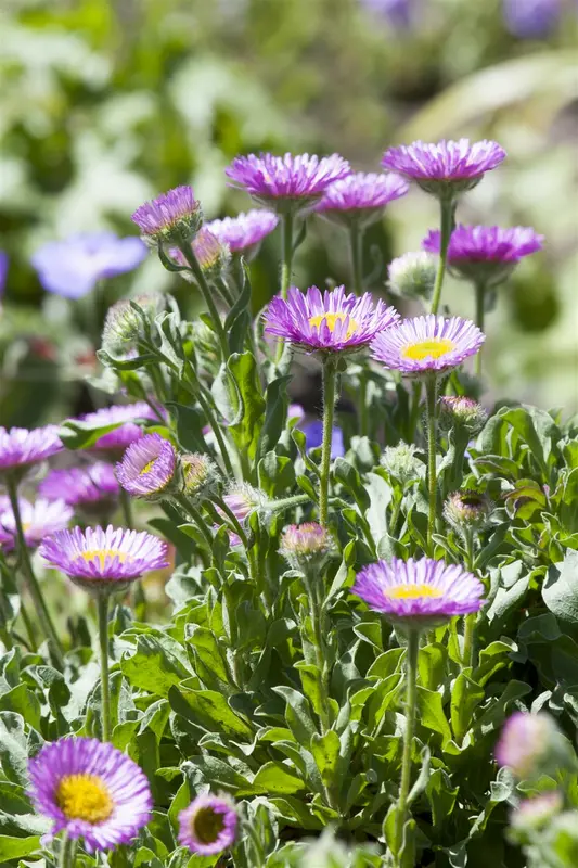 Erigeron hybr. 'Professor Korodi' P9 - afbeelding 3