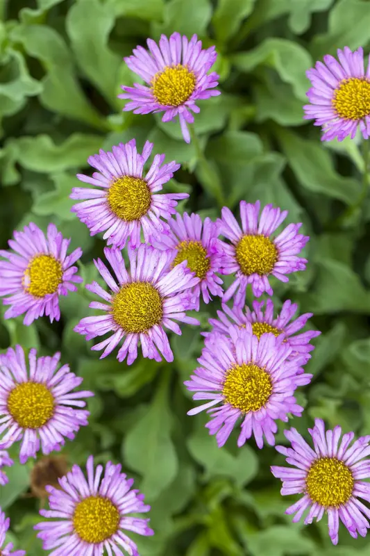 Erigeron hybr. 'Professor Korodi' P9 - afbeelding 4