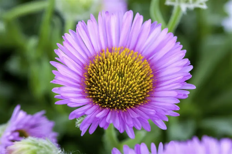 Erigeron hybr. 'Professor Korodi' P9 - afbeelding 5
