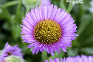 Erigeron hybr. 'Professor Korodi' P9 - afbeelding 5