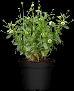 Erigeron karvinskianus P9 - afbeelding 7