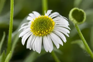 Erigeron karvinskianus P9 - afbeelding 6