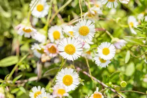 Erigeron karvinskianus P9 - afbeelding 9