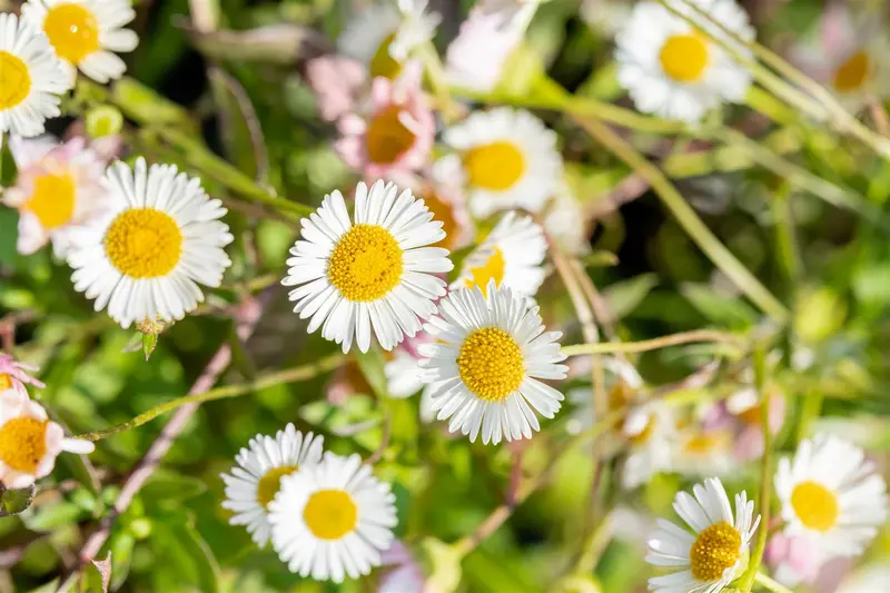 Erigeron karvinskianus P9 - afbeelding 10