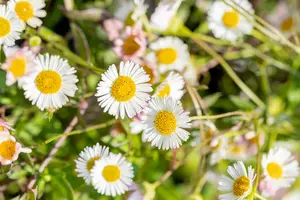 Erigeron karvinskianus P9 - afbeelding 10