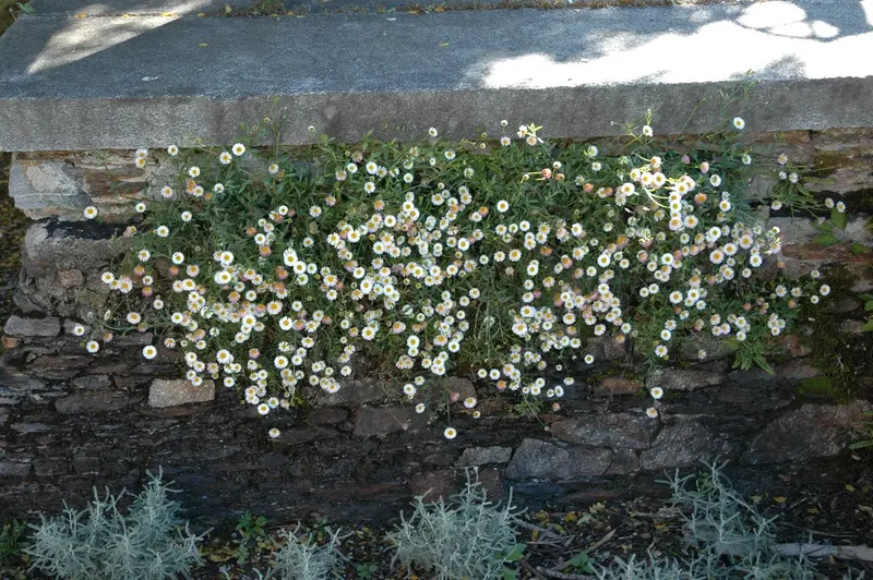 Erigeron karvinskianus P9 - afbeelding 8