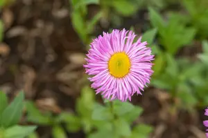 Rosa Juwel - afbeelding 7