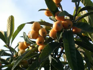 japonica