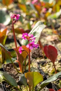 bergenia cord. 'eroica' P9 - afbeelding 2
