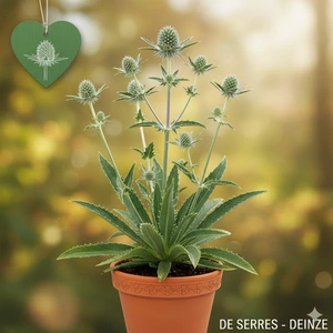 Eryngium agavifolium P9