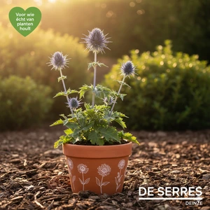 Eryngium alpinum 'Blue Star' P9