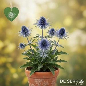 Eryngium alpinum 'Tiny Jackpot' P9