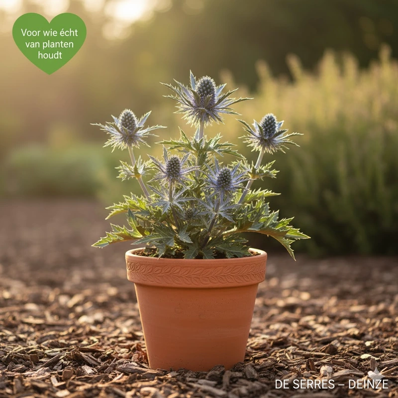 Eryngium maritimum P9