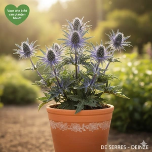 Eryngium bourgatii 'Pen Blue' P9