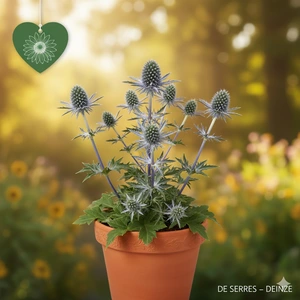 Eryngium planum 'Blauer Zwerg' P9