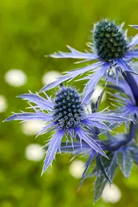 Eryngium plan. 'Jade Frost'® P9 - afbeelding 2