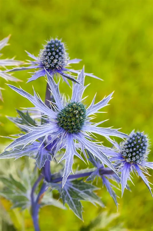 Eryngium plan. 'Jade Frost'® P9 - afbeelding 4
