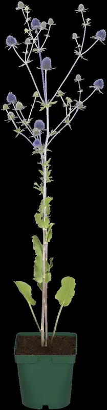 Eryngium plan. 'Jade Frost'® P9 - afbeelding 5