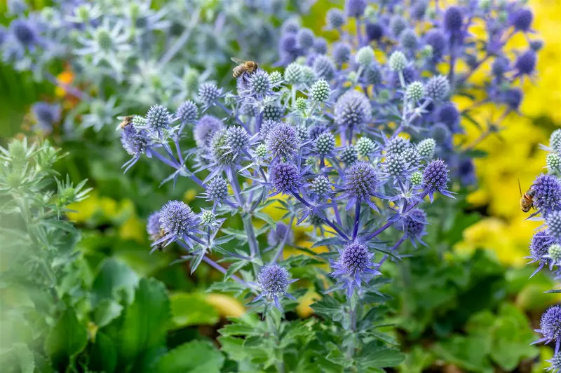 Eryngium plan. 'Neptune's Gold' P9