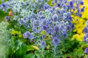 Eryngium plan. 'Neptune's Gold' P9