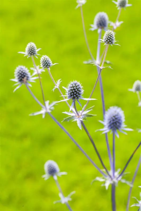 Eryngium planum 'Magical White Lagoon' P9 - afbeelding 1