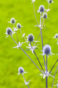 Eryngium planum 'Magical White Lagoon' P9 - afbeelding 1