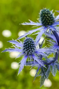 Eryngium planum 'Magical White Lagoon' P9 - afbeelding 2