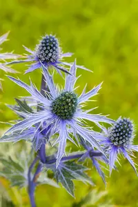 Eryngium planum 'Magical White Lagoon' P9 - afbeelding 4