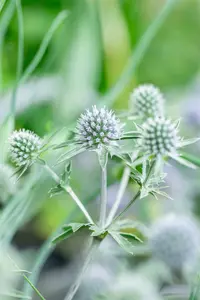 Eryngium tripartitum P9 - afbeelding 1