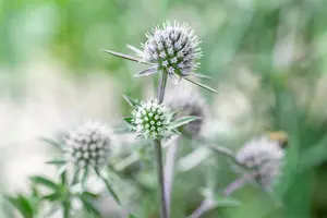 Eryngium tripartitum P9 - afbeelding 2