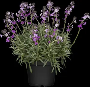 Bowles Mauve - afbeelding 9