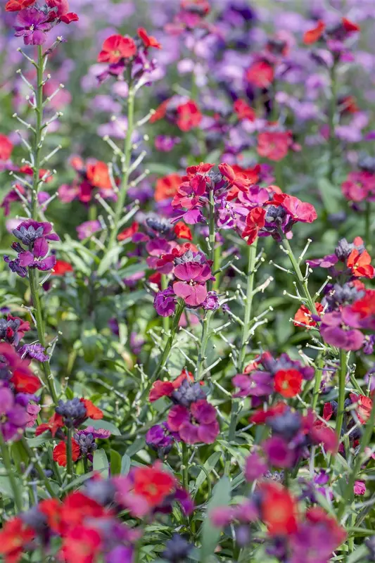 Erysimum cheiri P9 - afbeelding 2