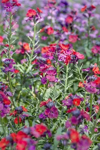 Erysimum cheiri P9 - afbeelding 2