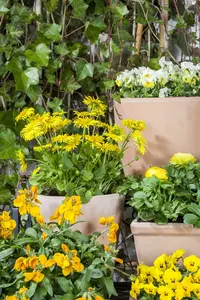 Erysimum cheiri P9 - afbeelding 5