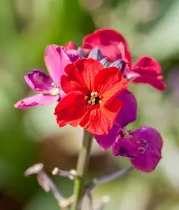 Erysimum cheiri P9 - afbeelding 1