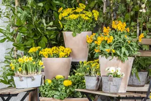 Erysimum cheiri P9 - afbeelding 4