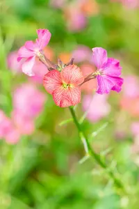 Erysimum hybr. 'Constant Cheer' P9 - afbeelding 1