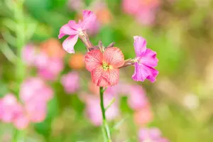 Erysimum hybr. 'Constant Cheer' P9 - afbeelding 2