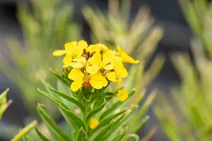 Yellow Bird - afbeelding 3
