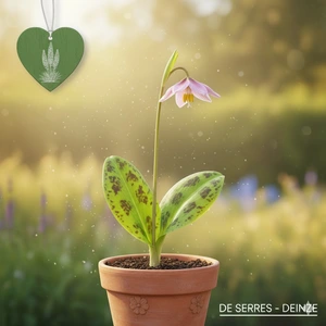 Erythronium dens-canis