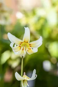 White Beauty - afbeelding 2